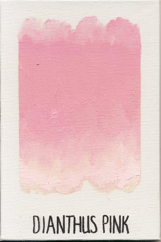 Dianthus Pink