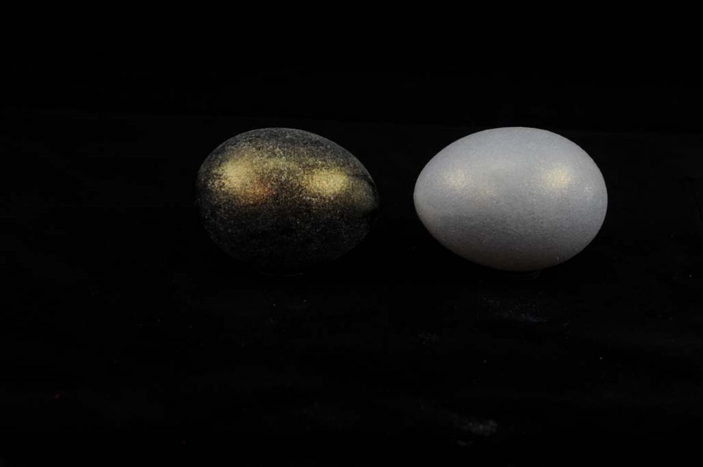 eggs painted with pigment to show how the ground color greatly influences the pearlescent effect. 